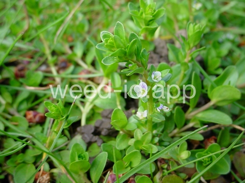 speedwell, thymeleaf